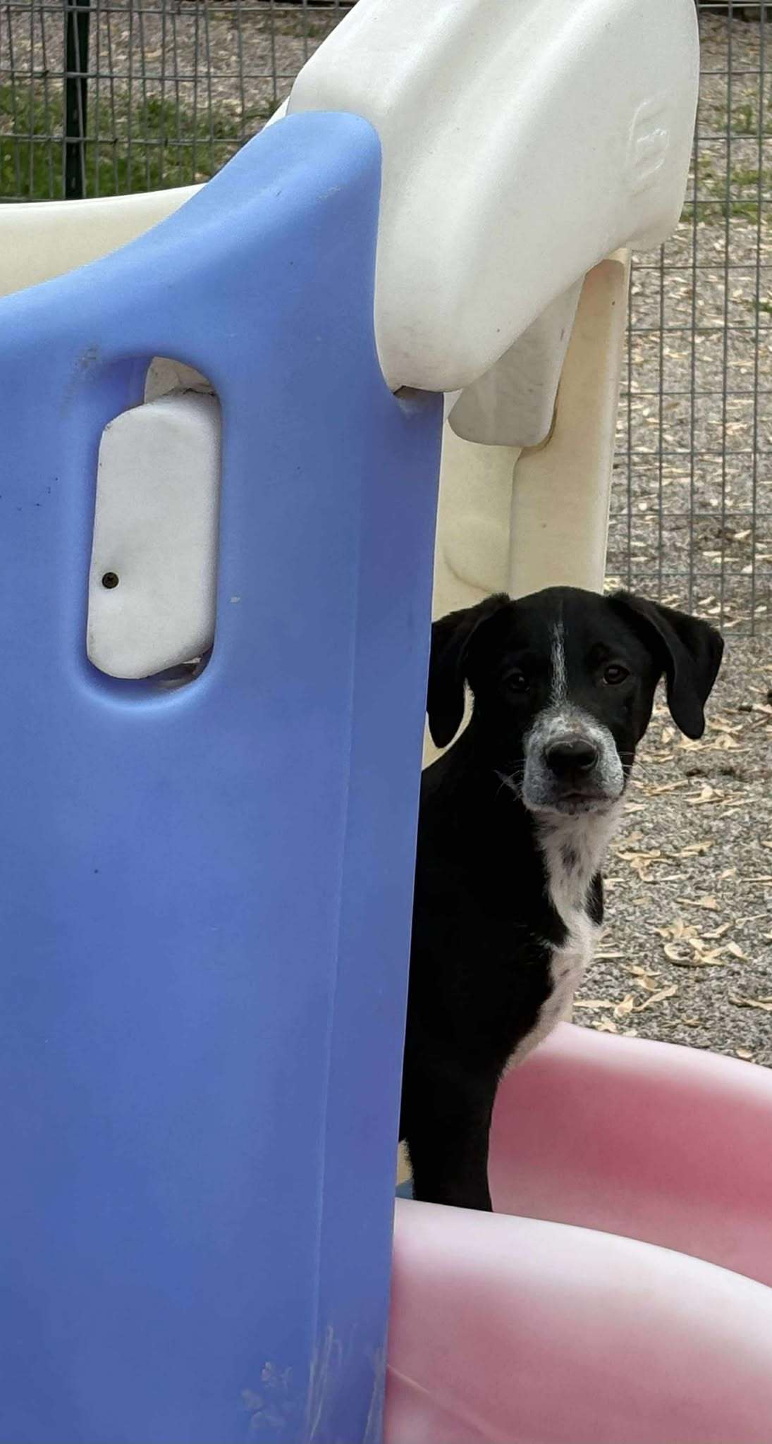 Barkley MO, an adoptable Shepherd, Boxer in Midway, UT, 84049 | Photo Image 1