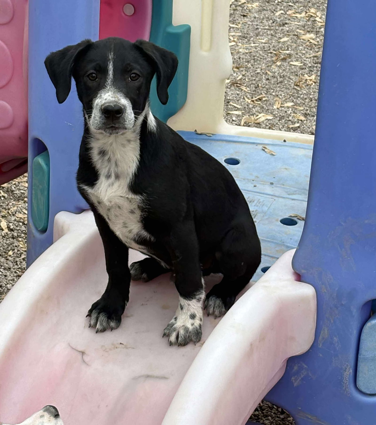 Barkley MO, an adoptable Shepherd, Boxer in Midway, UT, 84049 | Photo Image 2