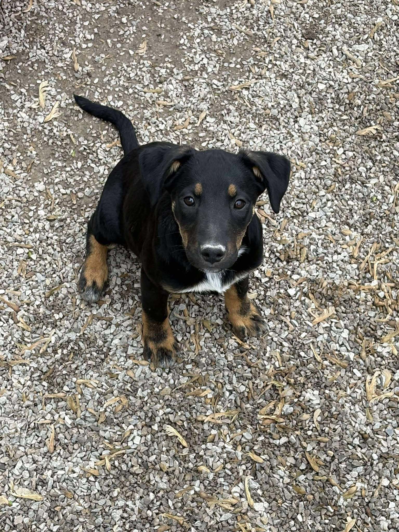 Swifty, an adoptable Shepherd, Labrador Retriever in Midway, UT, 84049 | Photo Image 1