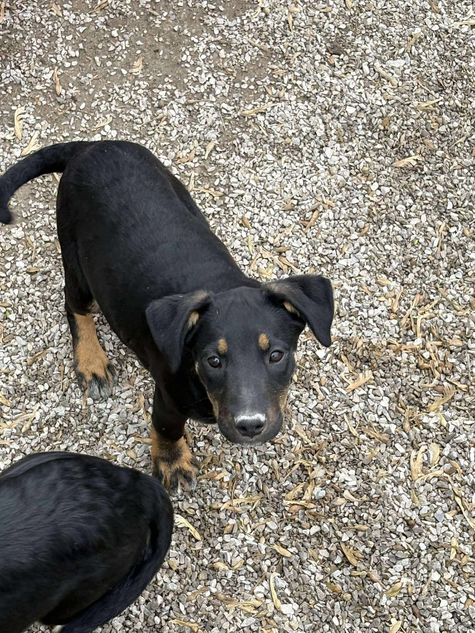 Swifty, an adoptable Shepherd, Labrador Retriever in Midway, UT, 84049 | Photo Image 2