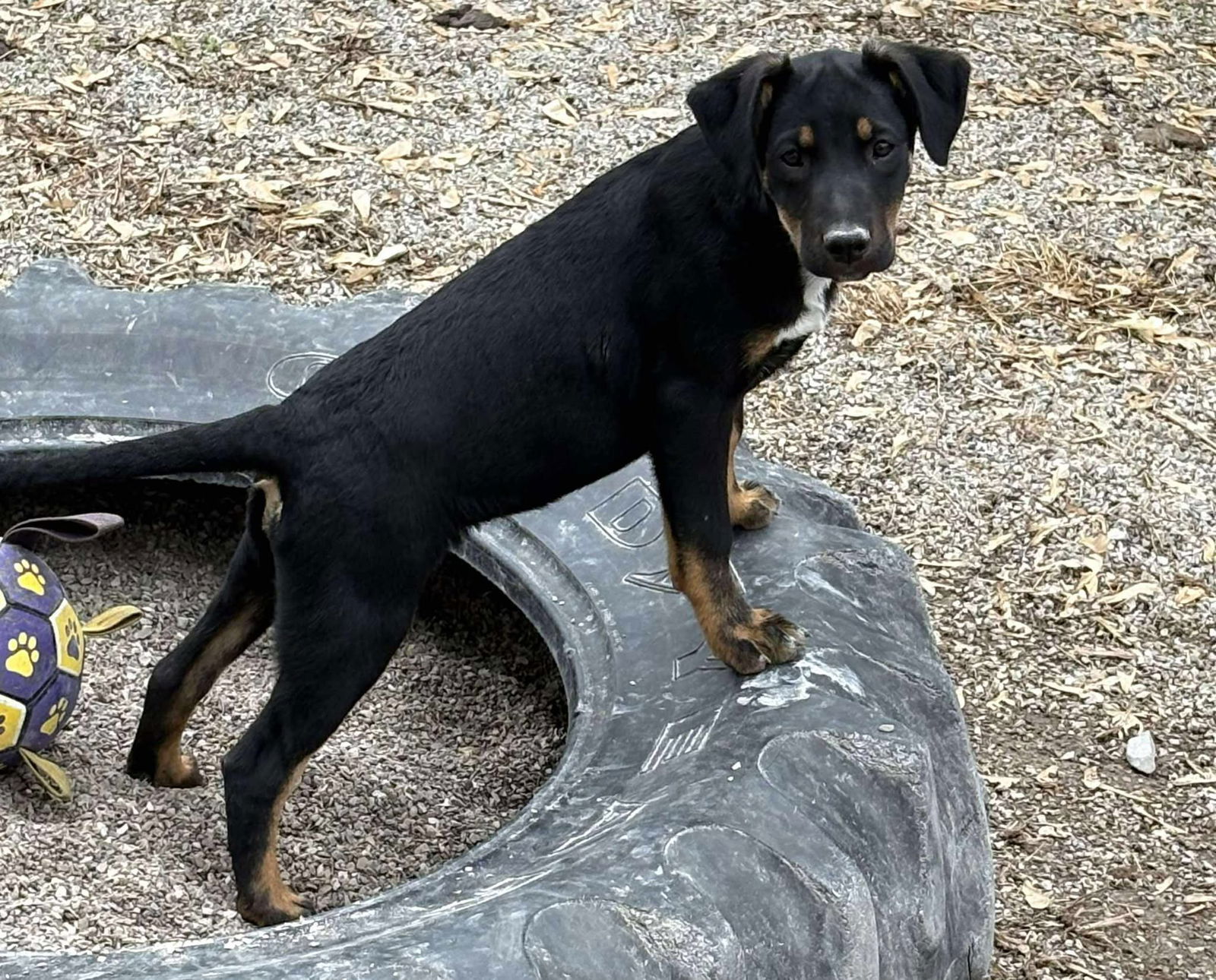 Swifty, an adoptable Shepherd, Labrador Retriever in Midway, UT, 84049 | Photo Image 3