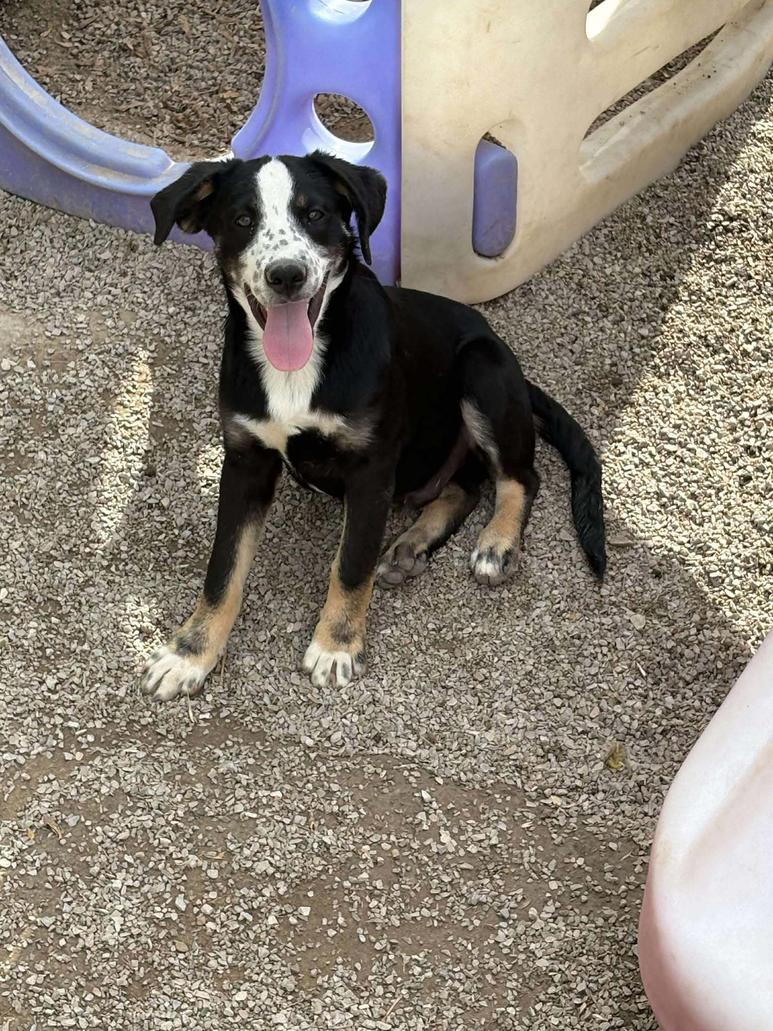 Travis, an adoptable Shepherd, Boxer in Midway, UT, 84049 | Photo Image 1