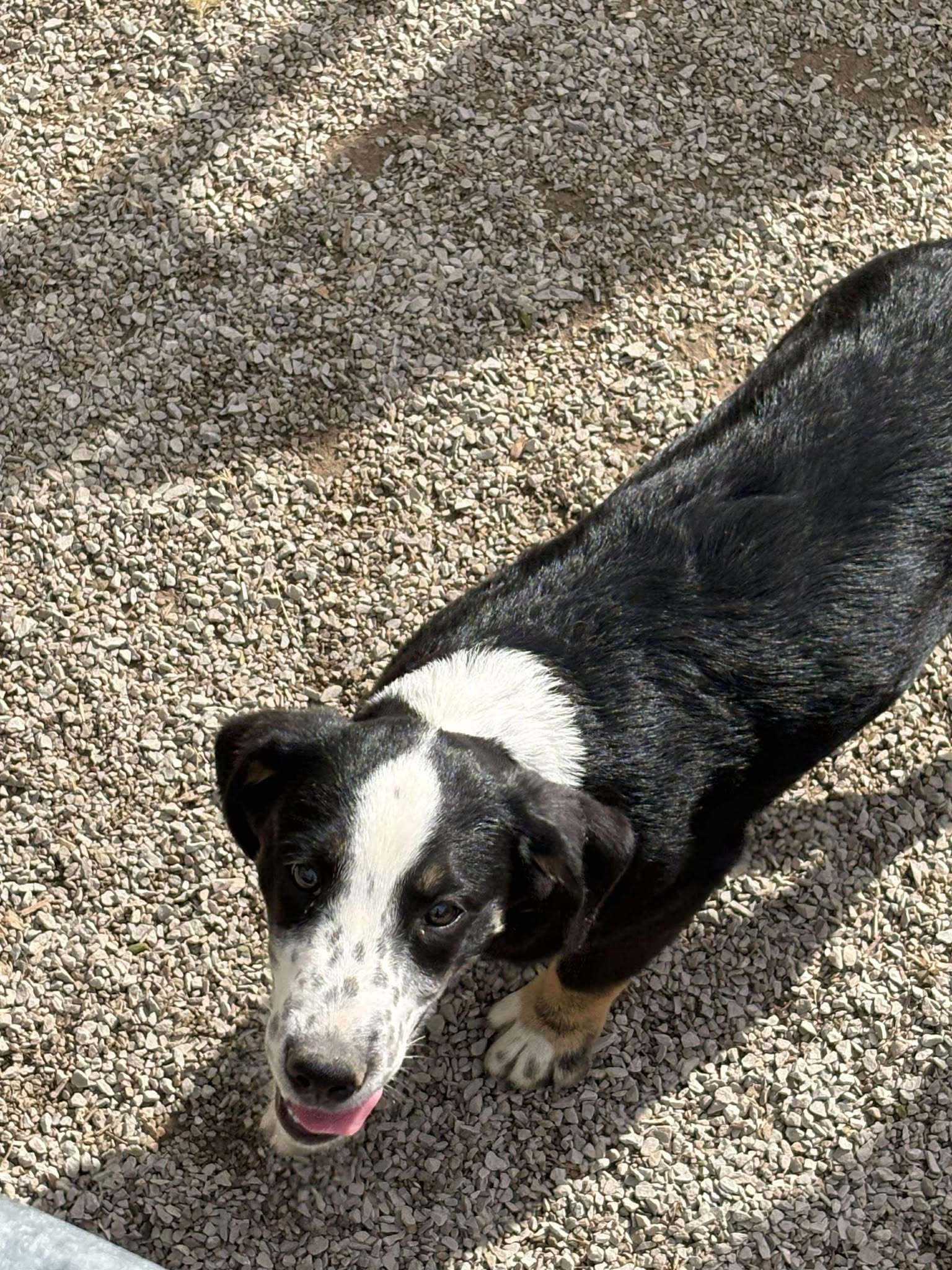Travis, an adoptable Shepherd, Boxer in Midway, UT, 84049 | Photo Image 2