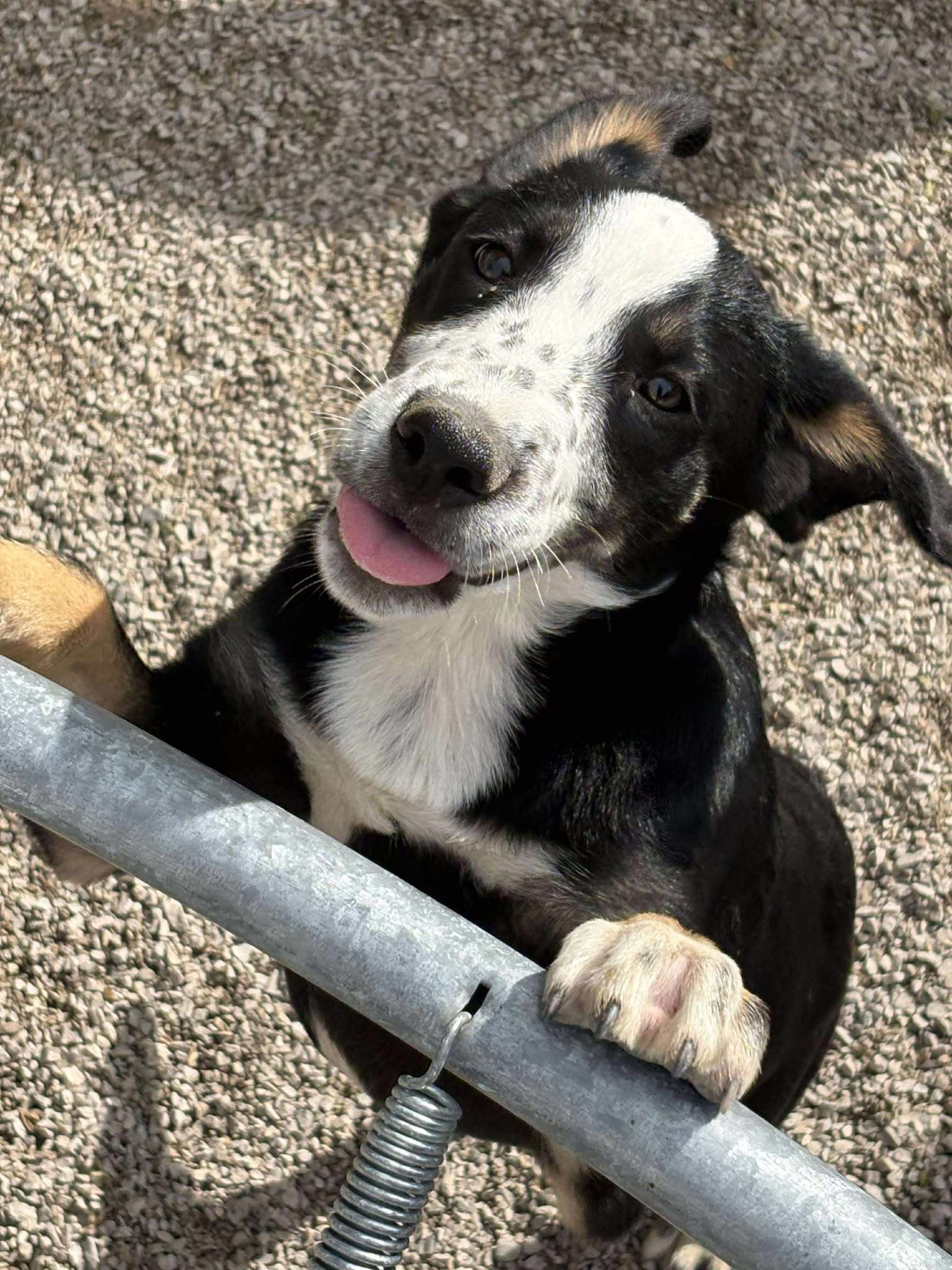 Travis, an adoptable Shepherd, Boxer in Midway, UT, 84049 | Photo Image 3