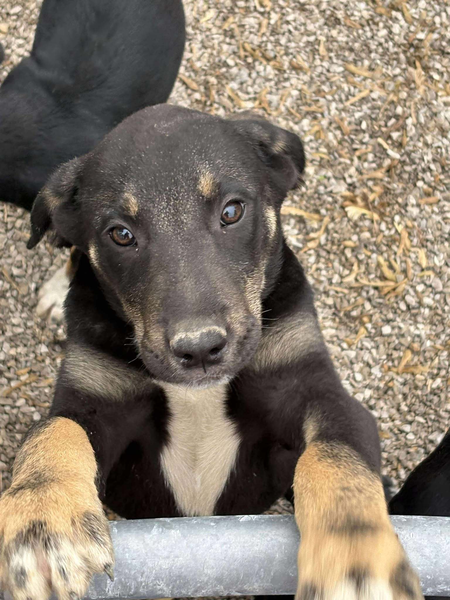 Patrick Mahomes, an adoptable Shepherd, Boxer in Midway, UT, 84049 | Photo Image 1