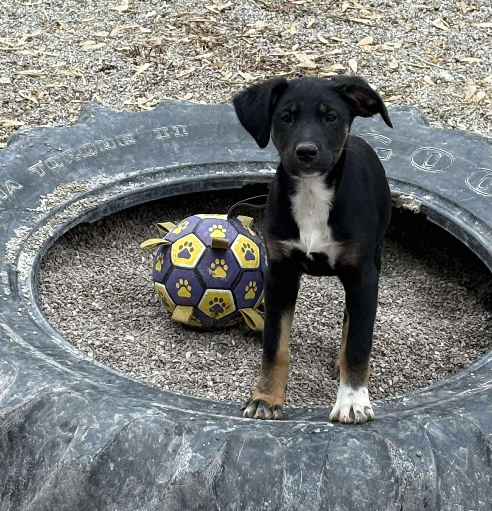 Saquon, an adoptable Shepherd, Boxer in Midway, UT, 84049 | Photo Image 1