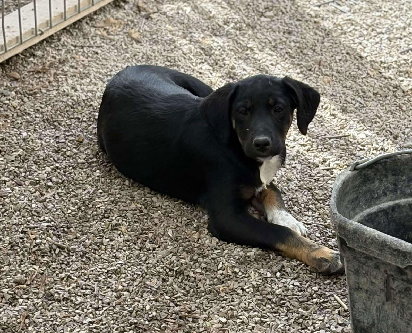 Saquon, an adoptable Shepherd, Boxer in Midway, UT, 84049 | Photo Image 2