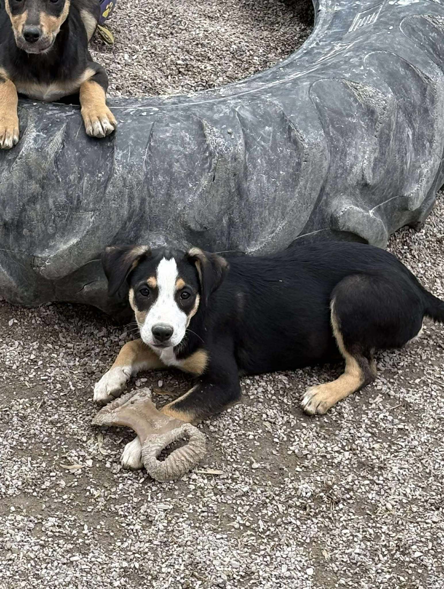 Tayler, an adoptable Shepherd in Midway, UT, 84049 | Photo Image 1