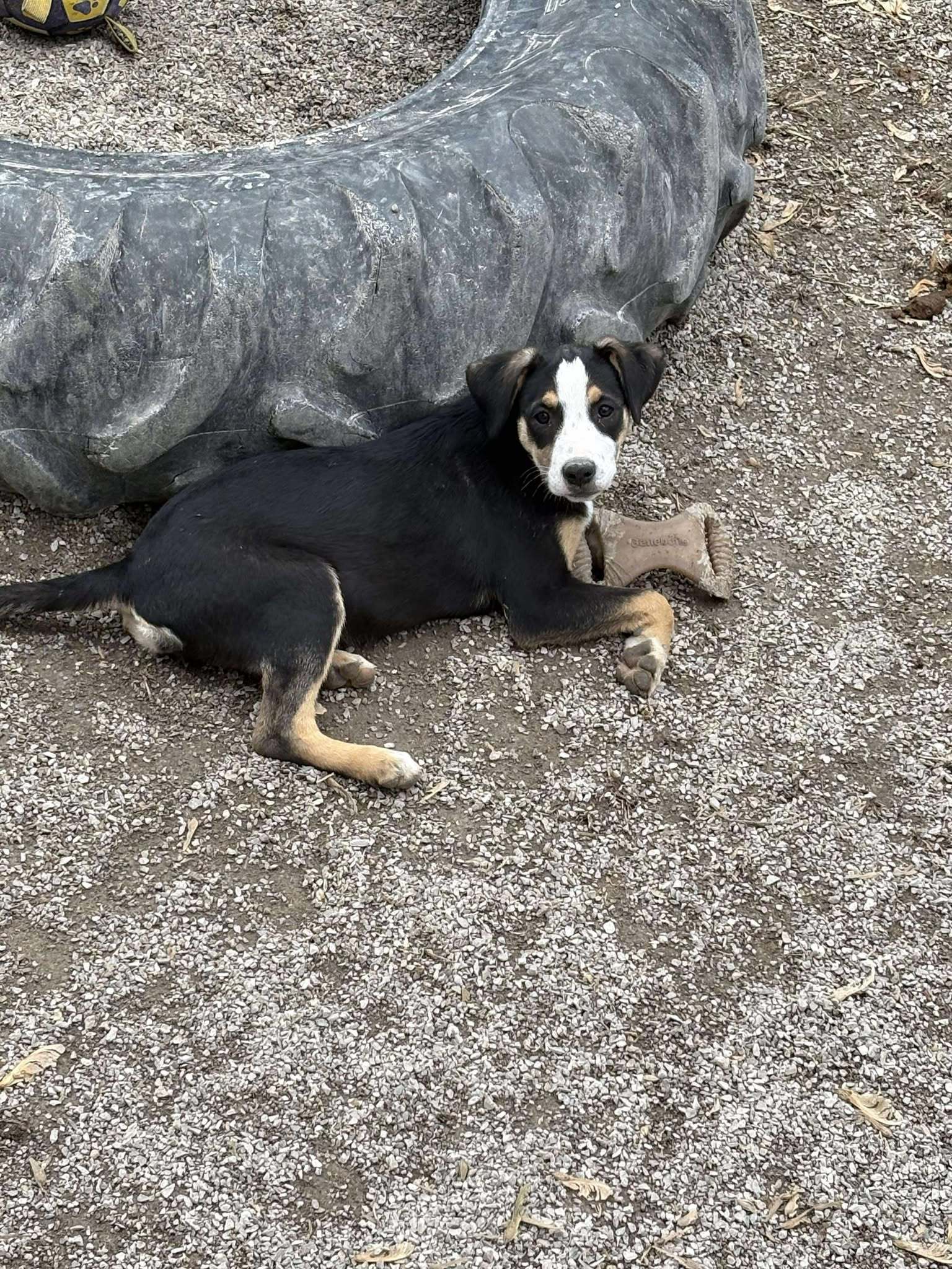 Tayler, an adoptable Shepherd in Midway, UT, 84049 | Photo Image 2