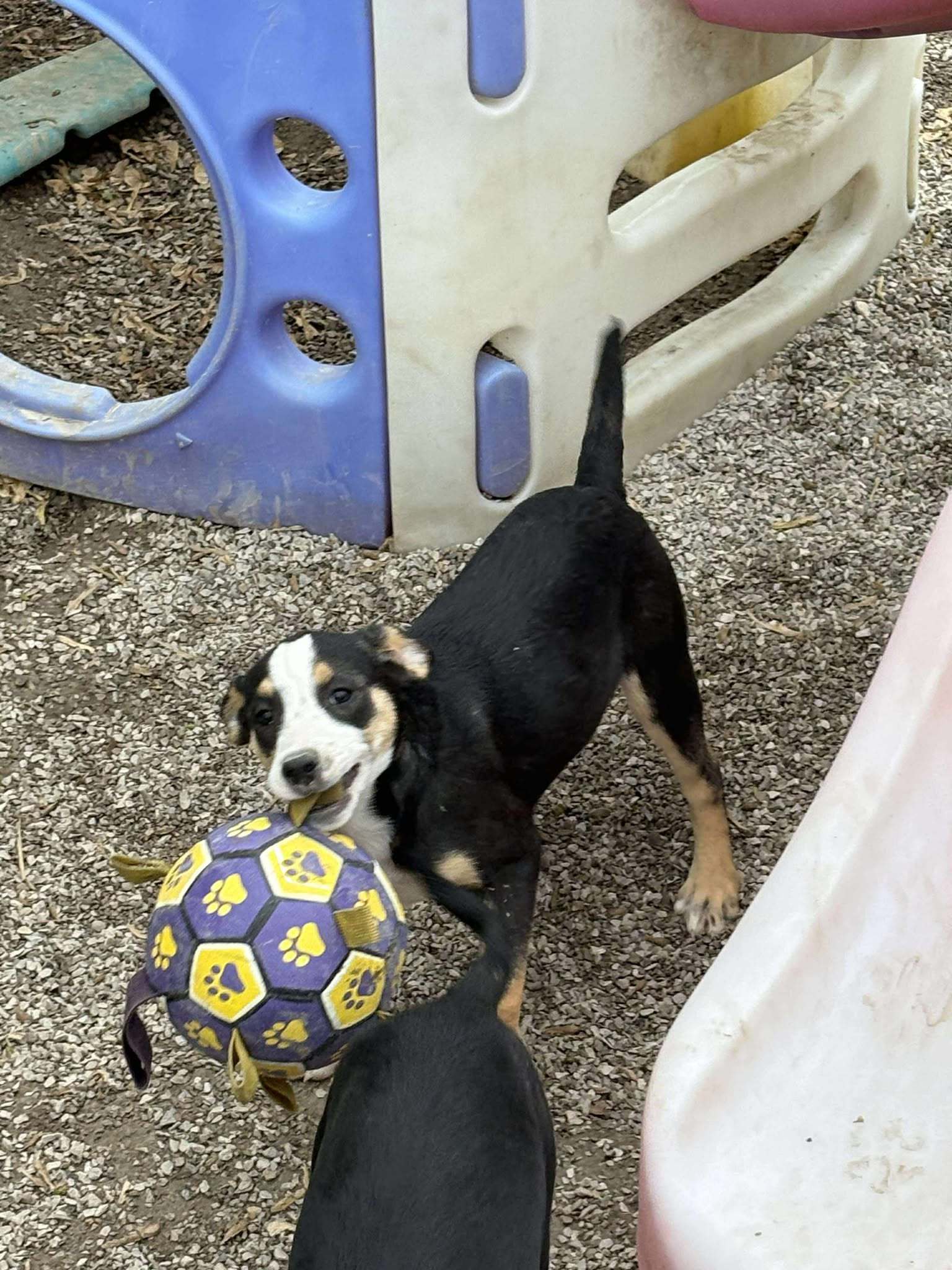 Tayler, an adoptable Shepherd in Midway, UT, 84049 | Photo Image 3