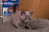Kitten: Lacey *Featured at the Petco in Ellicott City* photo 1