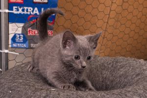 Kitten: Lacey *Featured at the Petco in Ellicott City*, Baby Female Domestic Short Hair