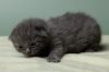 Kitten: Lacey *Featured at the Petco in Ellicott City* photo 2