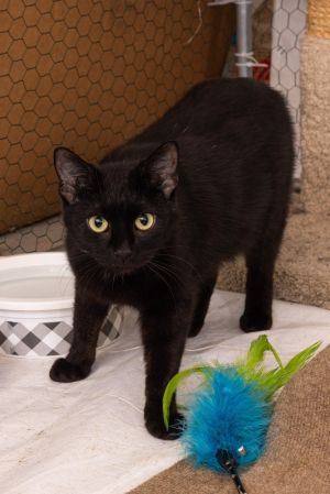 Momma Lollipop *Featured at the Petco in Ellicott City, MD*, Adult Female unknown