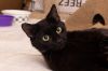 Momma Lollipop *Featured at the Petco in Ellicott City, MD* photo 2