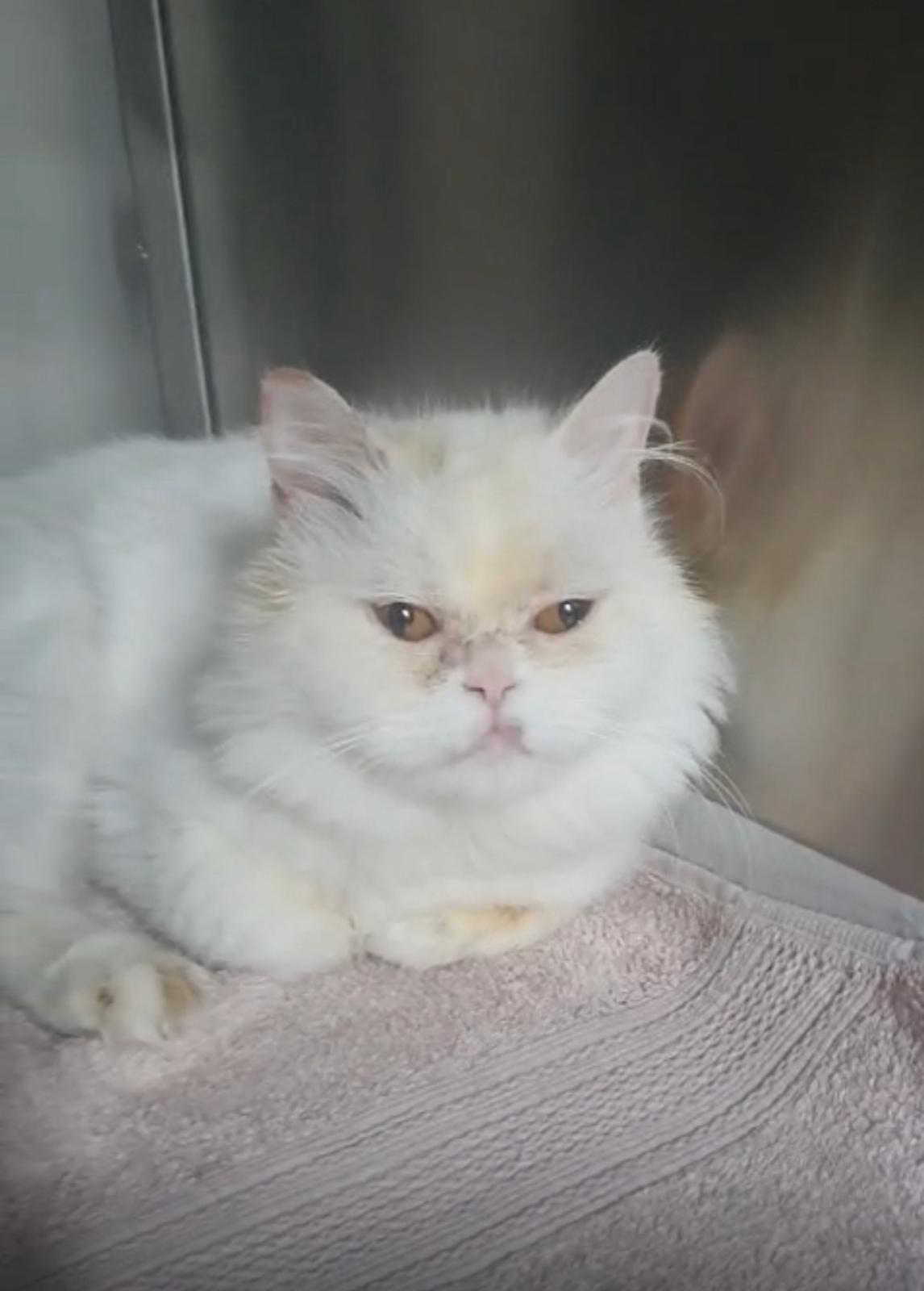 Danella, an adoptable Persian in Snow Hill, MD, 21863 | Photo Image 1