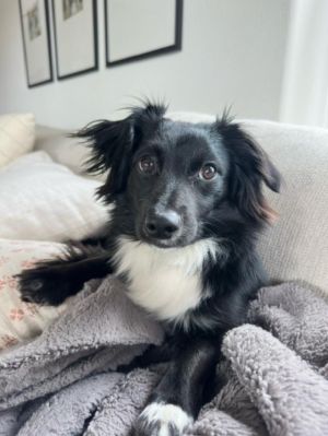Oliver was found in a school The students gave him his name He is the sweetest little boy About 2