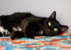 Zella, Adult Female unknown