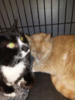 Robert, Senior Male Domestic Short Hair