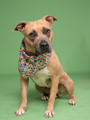 Chichi, Adult Female Pit Bull Terrier