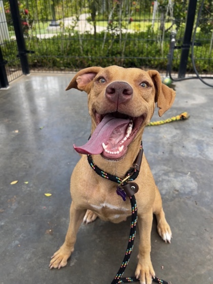 Heaven, an adoptable Mixed Breed in Honolulu, HI, 96826 | Photo Image 1
