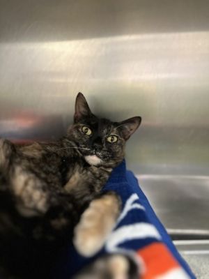 Faith, Adult Female Domestic Short Hair