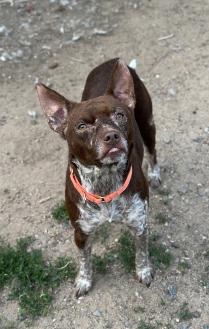 Kip, an adoptable Cattle Dog, Mixed Breed in Rhinelander, WI, 54501 | Photo Image 1