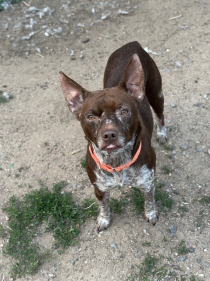 Kip, an adoptable Cattle Dog, Mixed Breed in Rhinelander, WI, 54501 | Photo Image 2