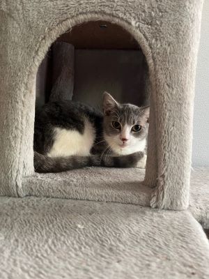 Wisteria, Young Female Domestic Short Hair