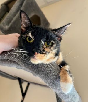 Primrose, Young Female Domestic Short Hair
