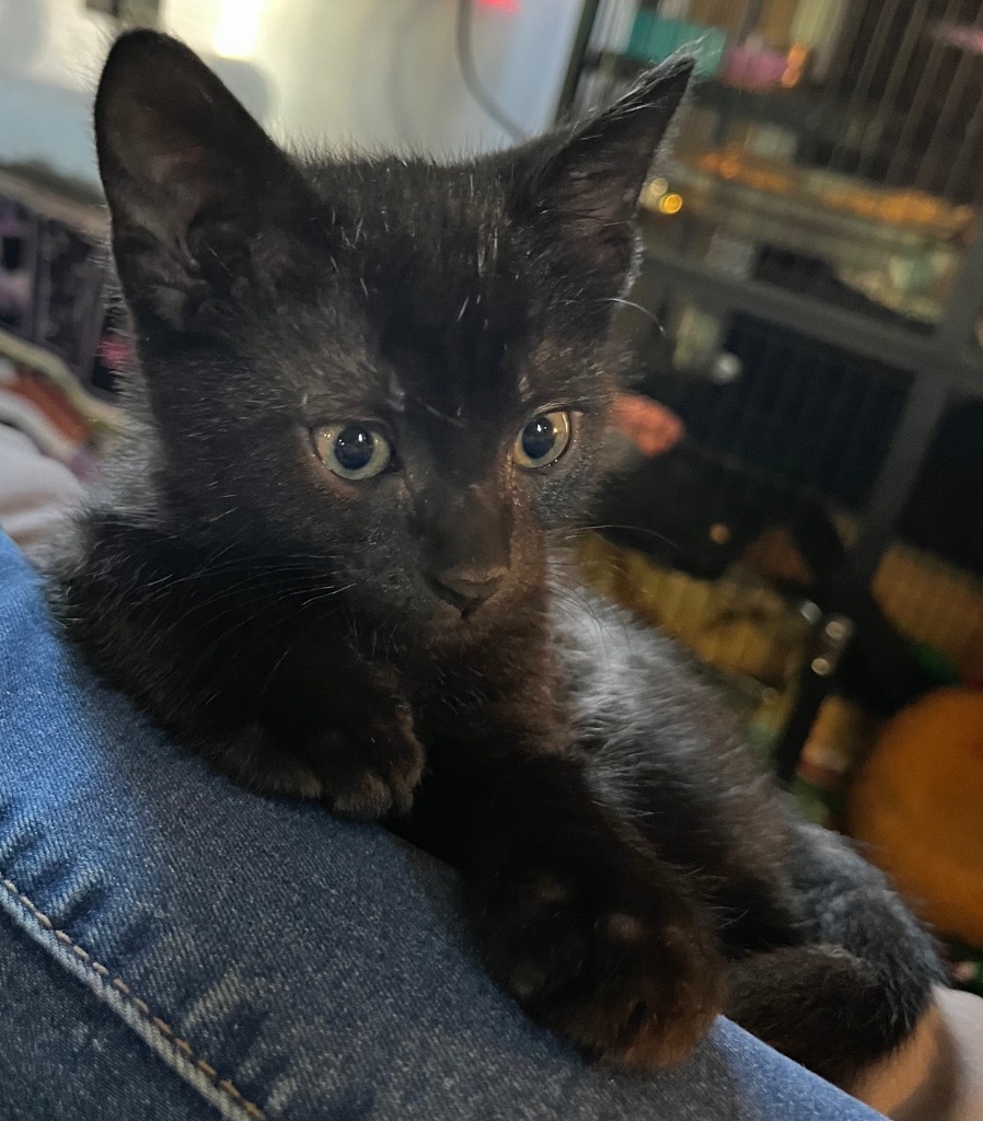 Lil Handsome