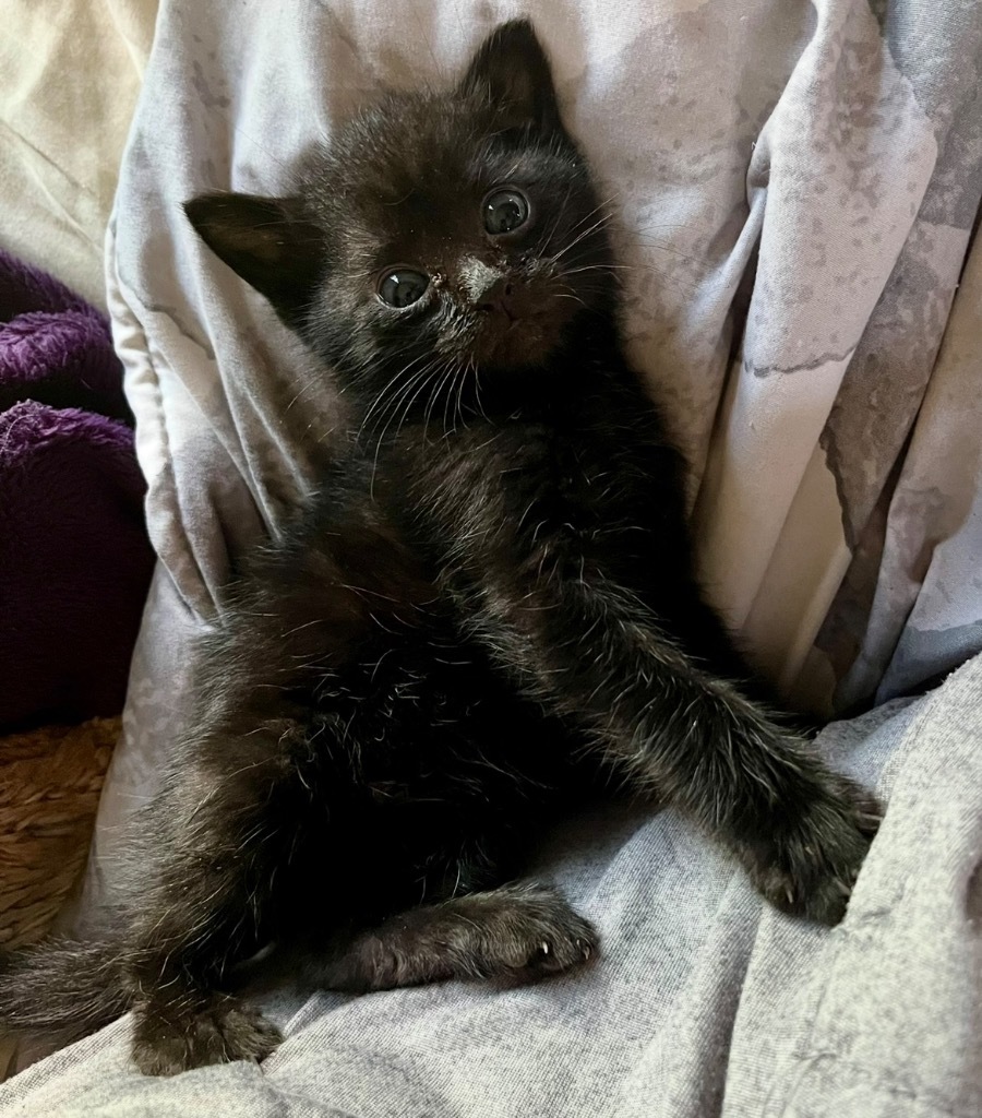 Lil Handsome