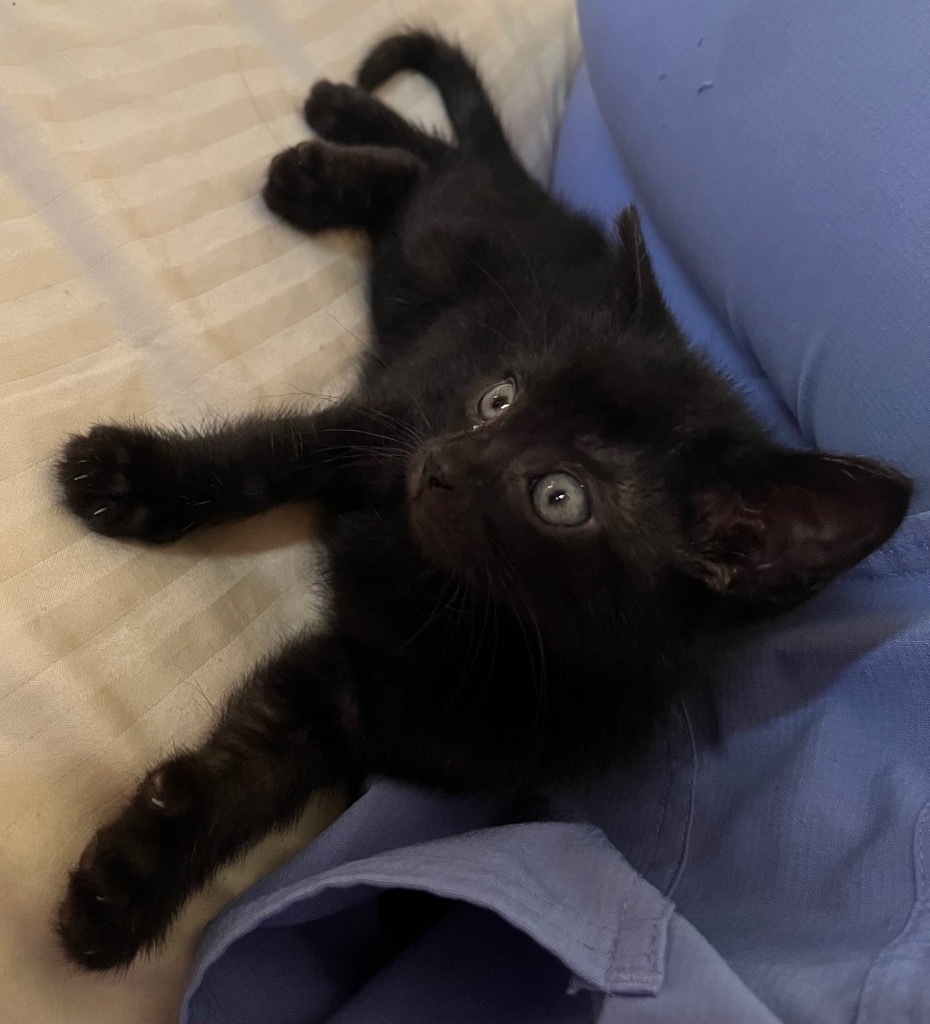Lil Handsome