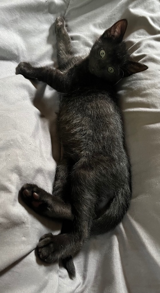 Lil Handsome