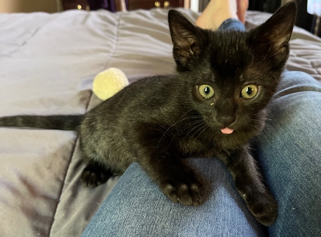 Lil Handsome
