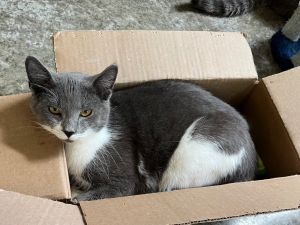 Crocus, Young Male Domestic Short Hair