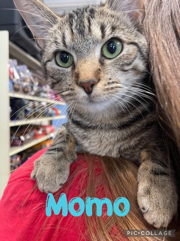 MoMo