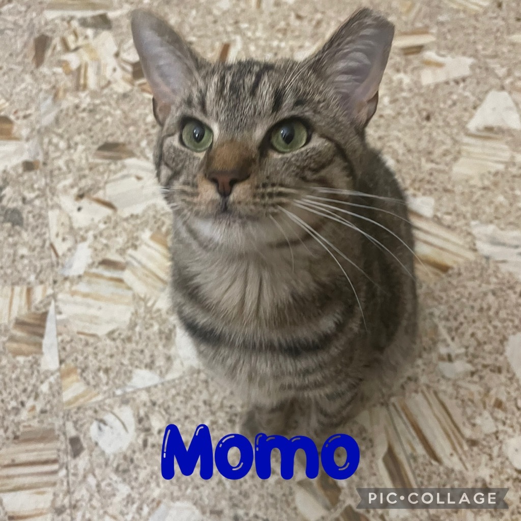 MoMo