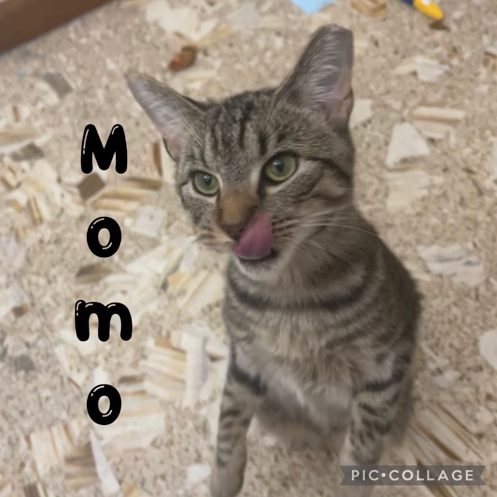 MoMo
