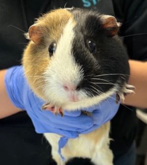 Spots, Adult Male Guinea Pig