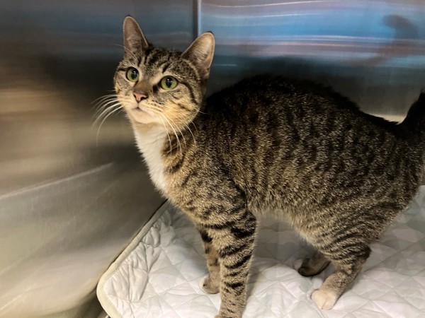 Cat for adoption Juniper a Domestic Short Hair Mix in Staten Island Cat for adoption Juniper a Domestic Short Hair Mix in Staten Island