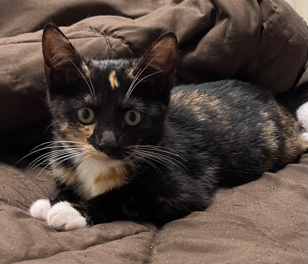 Pennylane