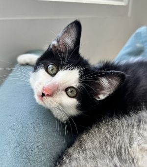 Cowboy is a beautiful tuxedo boy with symmetrical patterning on his face framing his stunning yello
