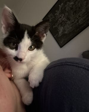 If you are looking for a pair of kittens that adore snuggling with you above all else your search s