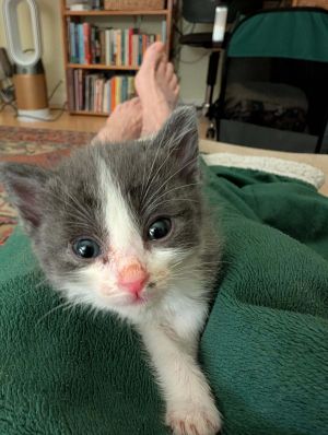 If you are looking for a pair of kittens that adore snuggling with you above all else your search s
