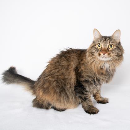 Willow, an adoptable Domestic Medium Hair, Domestic Short Hair in Caldwell, ID, 83607 | Photo Image 1