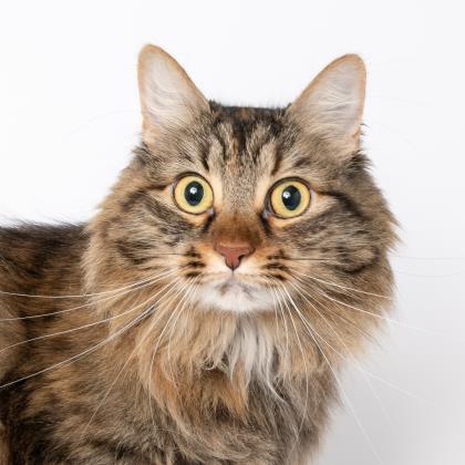 Willow, an adoptable Domestic Medium Hair, Domestic Short Hair in Caldwell, ID, 83607 | Photo Image 3
