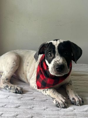 Sunday, Baby Male Dalmatian