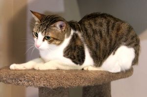 Silver Q is amazing with people and wants to follow you everywhere She is very talkative and loves 