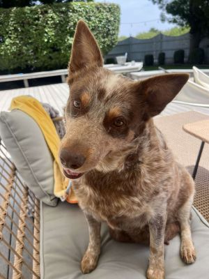Cattle Dog female 7 years old Cinnamon is a 7 year old Cattle Dog She was found sitting down on